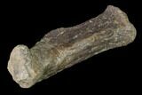 Fossil Amphibian (Eryops) Dorsal Vertebra Process - Texas #143490-2